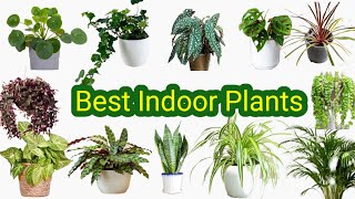 Best Indoor PlantsIndoor plants ideasPlants for living room and drawing roomNature Beauty [upl. by Ysnil210]