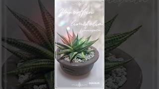 유리전금 haworthia limifolia spiralis Haworthia limifolia fvariegata 희귀식물 [upl. by Mij694]