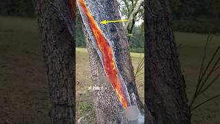 Run Away If Lightning Strikes  lightning fire on tree facts shorts [upl. by Naloj711]