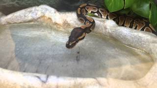 Ball python drinking water [upl. by Low369]