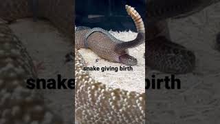 snake giving birth Big snake [upl. by Hsirap]