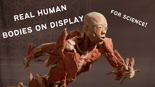 Body Worlds Cadavers on Display [upl. by Assylem]