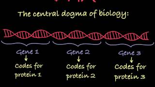 Introduction to Genetic Terminology [upl. by Adoh889]