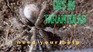 DKS dyskinetic syndrome in tarantulas  dks dksintarantulas dyskineticsyndromeintarabtulas [upl. by Alix412]