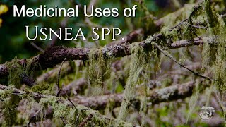 Medicinal Uses of Usnea [upl. by Iretak]