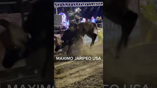 🐭🐭STUAR DE SAN MIGUEL 🆚 TASÓ DORADO DE RANCHO DE RECUERDO EN OROSI CA FIESTA PATRONAL jaripeo [upl. by Terrene]