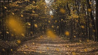 Detailed Sounds of Rustling Leaves Falling and Wind Blowing through the Forest Trees in Late Autumn [upl. by Brod109]