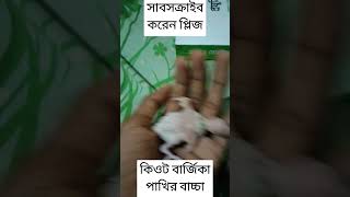 বার্জিকা পাখির বাচ্চা birds jactok music [upl. by Stichter]