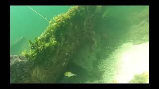 Spearfishing Biscayne Bay Fourth Of July [upl. by Yaral]