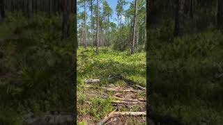 Scouting deer in the Osceola National Forest [upl. by Colville683]