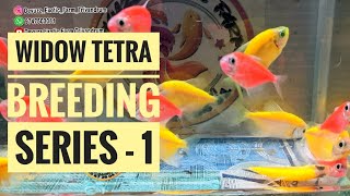 Widow Tetra Breeding Series  1 tetra widowtetra breeding series farming kerala learning diy [upl. by Uase]