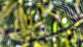 Spider Spinning Web Time Lapse [upl. by Kcirrad]