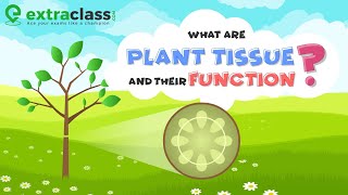 What are plant tissue and their function  Biology  Extraclasscom [upl. by Joli377]