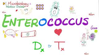 Enterococcus  Diagnosis and Treatment  Microbiology 🧫 and Infectious Diseases [upl. by Lachus]