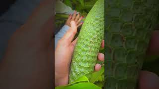 Descubre Cómo se enuentra la Deliciosa Fruta Monstera ¡Sorprendente [upl. by Kunin]