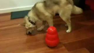 Pomsky vs Kong Wobbler Codys first treatfilled toy [upl. by Philips]