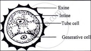 Structure of pollen grain pollen grain vegetative and generative cell [upl. by Nada]