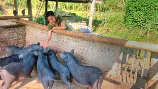 Dang Mui Man’s Joy in Taking Care of the Growing Pigs and Chickens at the Farm [upl. by Queenie]