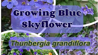 Thunbergia  Growing Blue Skyflower Thunbergia grandiflora  Bengal Clockvine  Thunbergia Plant [upl. by Anthiathia2]