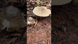 Mushroom Dig viral nature mushroomforest mushroomhunting fruit mushrooming wildlife farming [upl. by Onibas583]