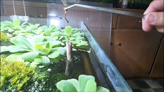 Slow Motion Jumps by Central Mudminnow [upl. by Browne]