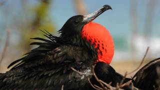 Voices Magnificent Frigatebird [upl. by Eelamme]