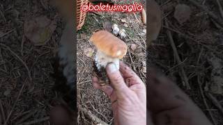 PorcinoSteinpilzeBoletBoletus shorts new trending nature foryou forest fyp wood mushroom [upl. by Hollinger3]