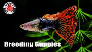 How to Breed Guppies STEP by STEP [upl. by Aed]