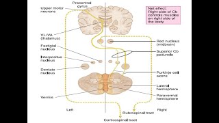 Cerebellum  Afferent Pathways [upl. by Nalyt]