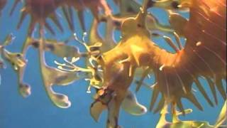 Leafy Sea Dragons [upl. by Assetniuq794]