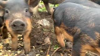 Mangalitsa piglets Docile and friendly [upl. by Orv994]