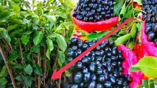 Thai Black Jamun Plants  1st Year Fruiting Start  Mondal Nursery Contacts 9733735193 [upl. by Ahsiekyt]