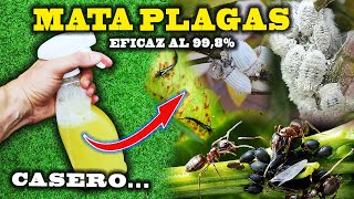 Insecticidas 100 veces  POTENTES que Otros Elimina Plagas de Tus Plantas  La Huerta de Ivan [upl. by Aramas198]