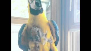 Parrot Singing Opera Must Watch [upl. by Vardon699]