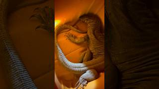 Baby Komodo dragon 🐉 shorts viral video short video trending dragon [upl. by Yruama472]