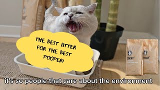 Apollo teach KITTENS how to use litter and litter box ETICAT Easy to Take Care of Meow Family [upl. by Durrace]