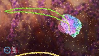 RNA Splicing [upl. by Maxie]