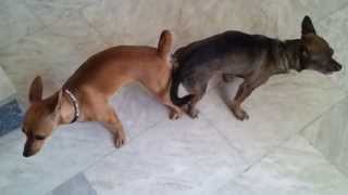 Mirella Mini Pinscher Dog Mating and get stuck Dog Breeding Mating Tie Breeding Tie [upl. by Nomra]