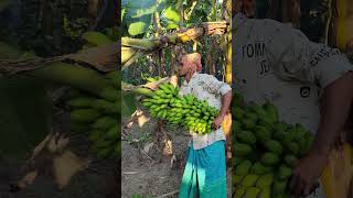 Banana harvest scenery ep571 banana harvesting shortsfeed shortvideo shortsviral [upl. by Vaughn]