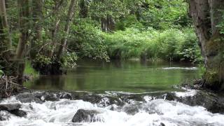 Bach ELSAVA Spessart stream water [upl. by Kcirdes]