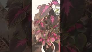 Coleus members of the mint family Lamiaceae one plant growth many plant coleus lamiaceaevideolike [upl. by Ahs110]