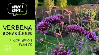 Why I love Verbena Bonariensis  my top companion plants [upl. by Kolva253]