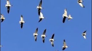 PINK FOOTED GEESE in Flight  Anser brachyrhynchus [upl. by Seda]