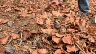 Planting goldenseal in the forest [upl. by Yliah270]