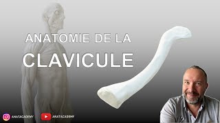 Anatomie de la Clavicule [upl. by Oxley]