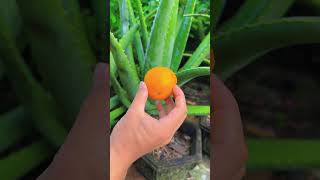 A great tip to help with aloe vera shorts aloevera [upl. by Calandria]