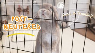 Bunny PostNeutering Behavior Changes We Followed Vets Advice to Discipline [upl. by Jemima]