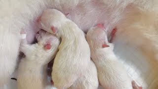 Pomeranian first time giving birth Paano magpaanak ng buntis na aso Part 1 [upl. by Nnyltiac]