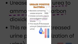 Urease Positive Bacteria medzukhruf medicalfield bacteriology medicalmicrobiology parasitology [upl. by Introk]