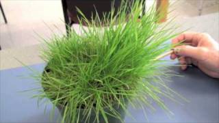 Cool Season Turfgrasses  Part 2 [upl. by Fred481]